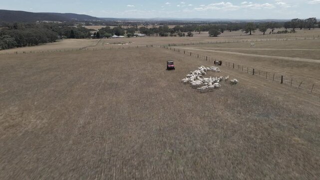 Aerial View of Rural Sheep Herding in Vast Countryside