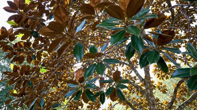 Spinning View Looking Up At Sun Through Magnolia Tree Canopy