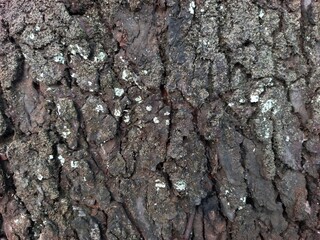 Fototapeta premium Close-up of Tree Bark Texture with Moss Pattern 
