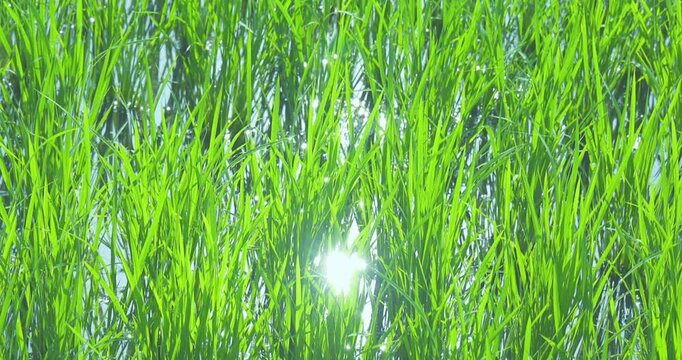 青々とした水田と田園風景