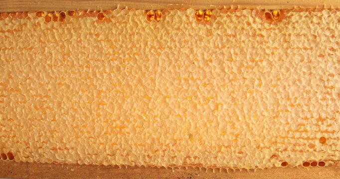 Wooden beehive frame with honeycombs close-up video. Combs full of honey sealed with wax caps.