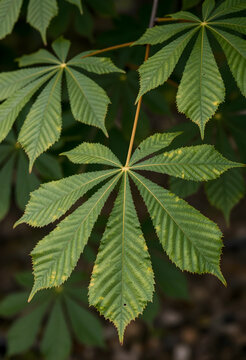Nature and ecology concept, horse chestnut leaves with seasonal color change and texture in a forest environment for environmental conservation themes
