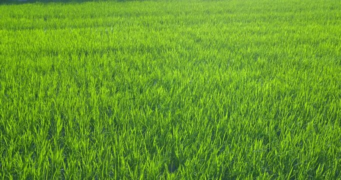 青々とした水田と田園風景