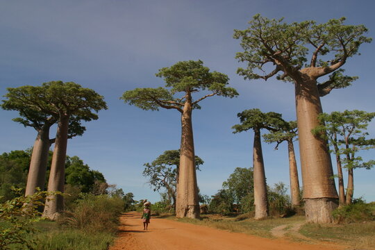 huge beautiful baobabs, Adansonia grandidieri, at roadside 940
