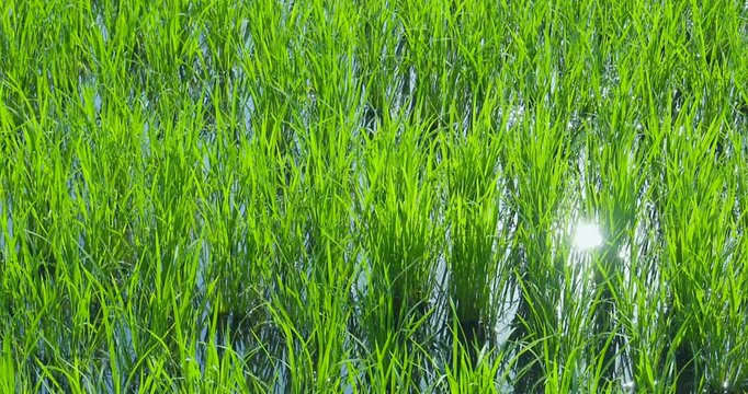 青々とした水田と田園風景