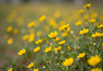 Fototapeta premium Springtime nature and biodiversity, yellow wildflowers blooming in a meadow with soft sunlight and blurred background for environmental conservation
