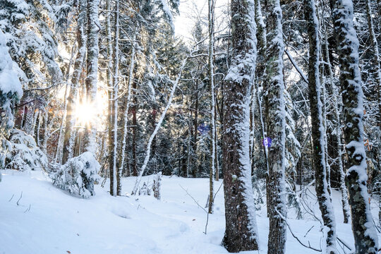 sunstar is winter forest