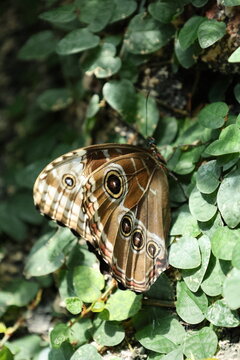 Detailed macro view of brown owl butterfly resting on wrapped rope, showing fine wing scales and eye spot pattern with antenna visible, against softly blurred green background