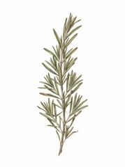Obraz premium Pressed rosemary sprig illustration featuring a dried herbal branch with detailed leaves isolated on a white background for botanical art