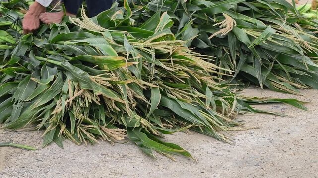 Peasant using feet for leverage to secure and tie a bundle of maize plant residues after harvest