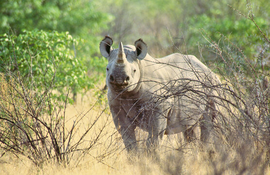 african rhinoceros looks curiously 214 
