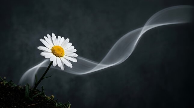 White daisy flower with smoke rising from stem, dark conceptual background, nature and mystery concept, yellow center petal, abstract smoke trail