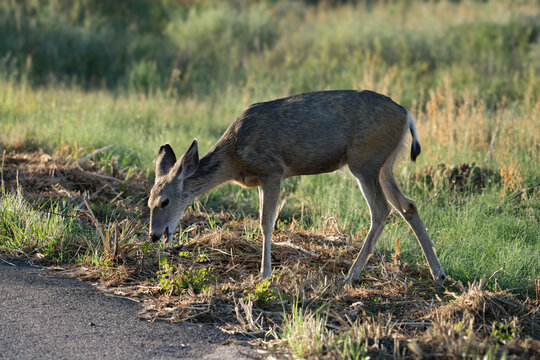 Young Mule Deer Doe feeding by a paved road. Colorado.