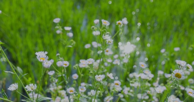 新緑の中で咲くヒメジョオン（ハルジオン）と玉ボケの風景