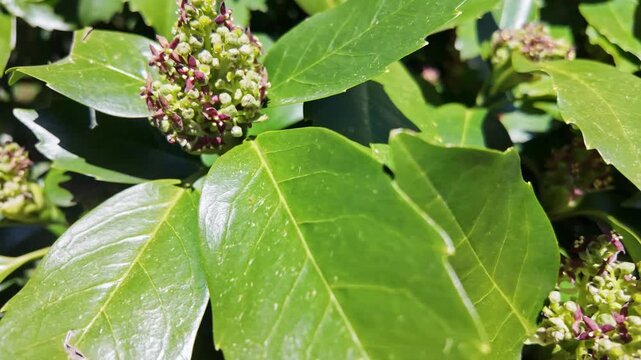 Small maroon aucuba japonica flowers bloom among glossy green leaves in sunlight.