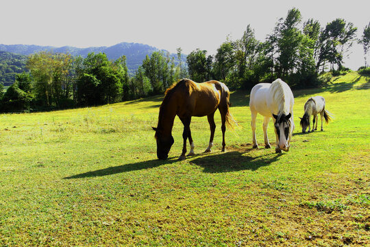 Horses grazing in a sunny green meadow near Brent dell'Art in Trichiana, Belluno, Italy