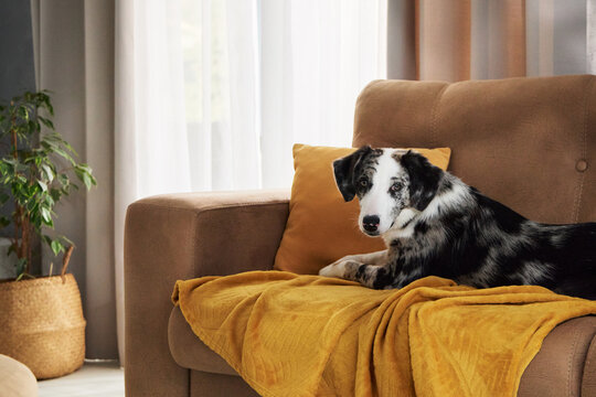 Mixed breed dog lies quietly on a brown couch covered with a yellow throw. Natural window light emphasizes comfort, peaceful relaxation and everyday pet life indoors.