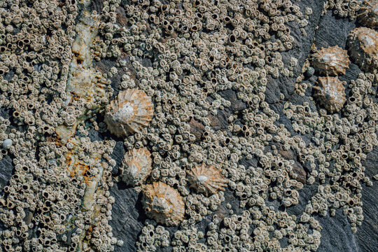 Macro close up of dense small barnacles and conical limpets covering a dark rough coastal rock in the intertidal zone, forming a natural textured abstract marine background