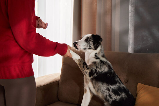 Mixed breed dog responds attentively to a woman during an indoor training session. Raised paw and human interaction illustrate obedience, communication and positive pet-owner bonding.