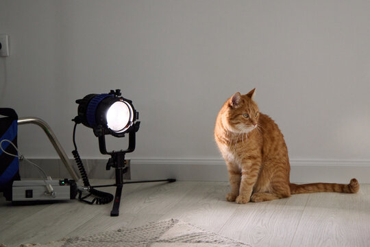 Ginger tabby cat sitting near professional photography lighting in a studio. Behind the scenes scene combines pet portraiture with creative production.
