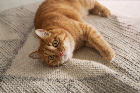 Ginger tabby cat rolling playfully on a soft rug in a bright apartment. Relaxed pose creates a joyful indoor pet lifestyle concept.
