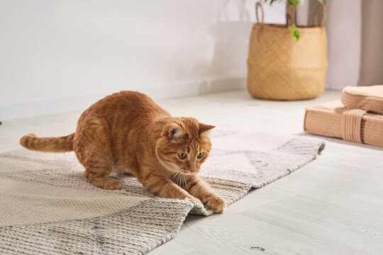 Ginger tabby cat stretching forward in a bright home interior. Natural movement and soft daylight create a relaxed pet lifestyle scene.