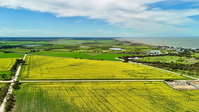 Milang, South Australia &ndash; 4K aerial drone view of vibrant yellow canola fields, green farmland, country roads, rural township, residential houses beside Lake Alexandrina in spring