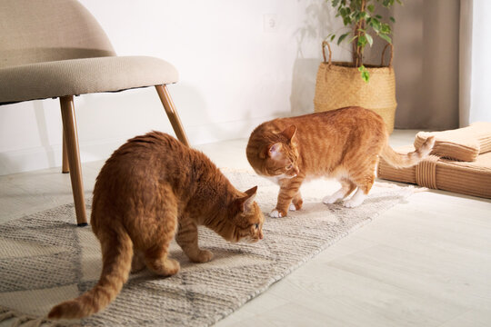 Two ginger tabby cats greeting each other inside a bright modern home. Natural interaction creates a warm concept of companionship and social pet behavior.