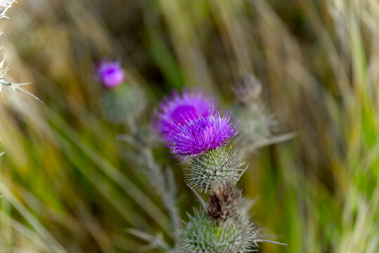 Close-up of purple blossom of thistle on meadow at Pointe du Hoc World War II battle memorial site on a summer day. Photo taken July 16th, 2026, Pointe du Hoc, Normandie, France.
