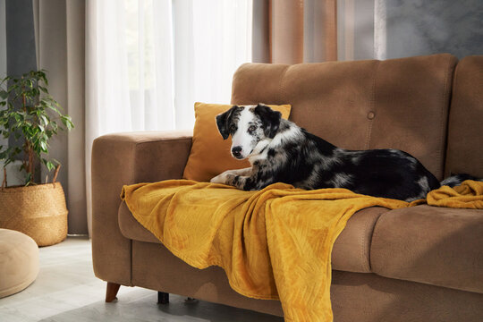 Border Collie mix rests comfortably on a brown couch with a warm blanket. Bright living room creates a peaceful domestic scene about relaxation and pet-friendly life.