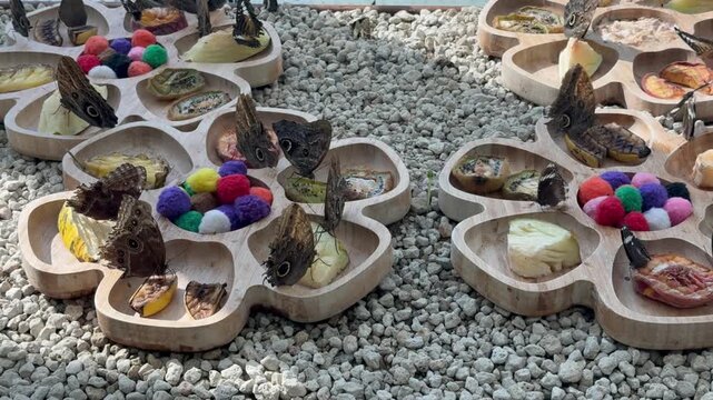 Multiple brown butterflies perch on shallow flower-shaped wooden tray compartments while feeding on sliced banana and kiwi on pebble floor under soft daylight with crisp wing detail and eye-spots