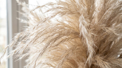 Fototapeta premium Pampas grass close-up in a bright indoor setting 