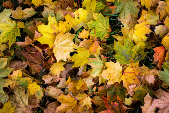 Colorful fallen maple leaves covering the ground in yellow orange green and brown autumn colors