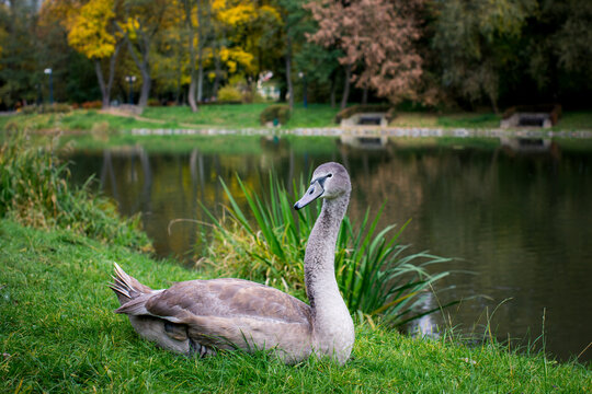 Juvenile swan resting on green grass beside a pond in an autumn park