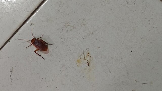 Top-down view of brown cockroach struggling upside down on dirty white tiled floor near small ant