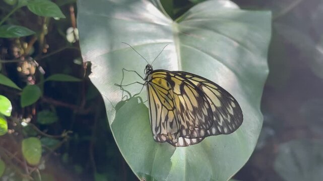 Closeup motion view of yellow and black butterfly perched on edge of pale green heart-shaped leaf in shaded garden light, showing wing pattern, leaf veins, and antennae detail