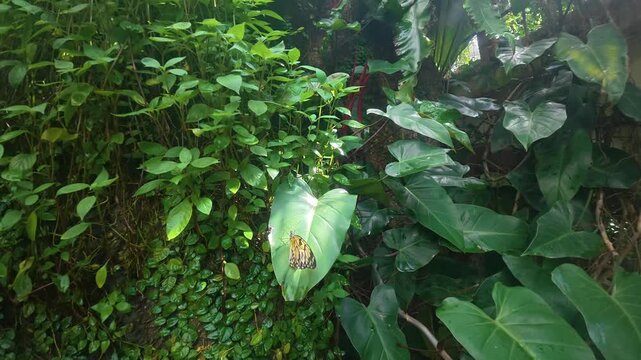 Gliding camera movement sweeps through lush jungle leaves, keeping glossy heart-shaped leaf centered while orange-and-black butterfly sits motionless with closed wings
