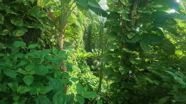 Centered perspective shows symmetrical columns of glossy variegated pothos and heart-shaped philodendron leaves framing narrow sunlit gap, with tropical, greenhouse, foliage, leafy detail