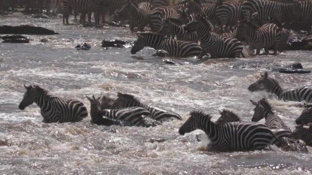 Dramatic predator attack on a zebra crossing the Mara River during the great migration.