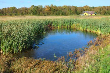 Obraz premium Grass, nature and river by trees in woods with plants for summer in countryside for location. Agriculture, sustainability and water stream for natural and organic environment in forest in Denmark.