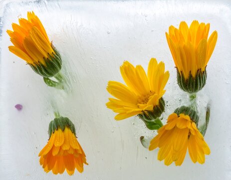 fiori