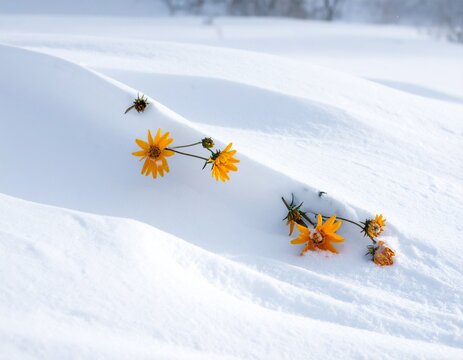 fiori