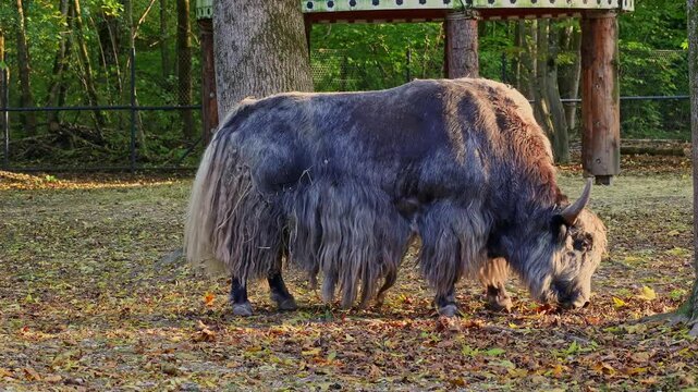 The domestic yak, Bos grunniens is a long-haired domesticated bovid found throughout the Himalayan region of the Indian subcontinent, the Tibetan Plateau and as far north as Mongolia and Russia.