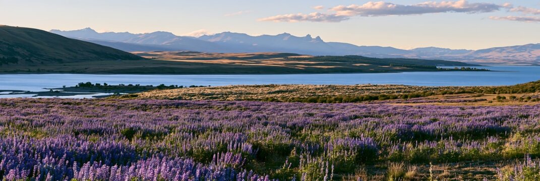 Lupine meadow panorama at Lake Tekapo during daylight
