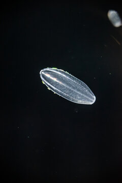 アミガサクラゲの水中風景 / Comb Jelly Underwater