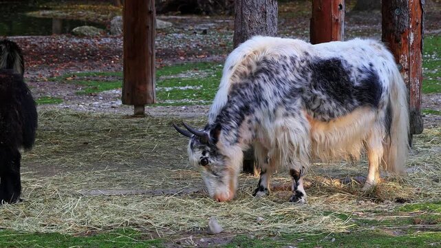 The domestic yak, Bos grunniens is a long-haired domesticated bovid found throughout the Himalayan region of the Indian subcontinent, the Tibetan Plateau and as far north as Mongolia and Russia.