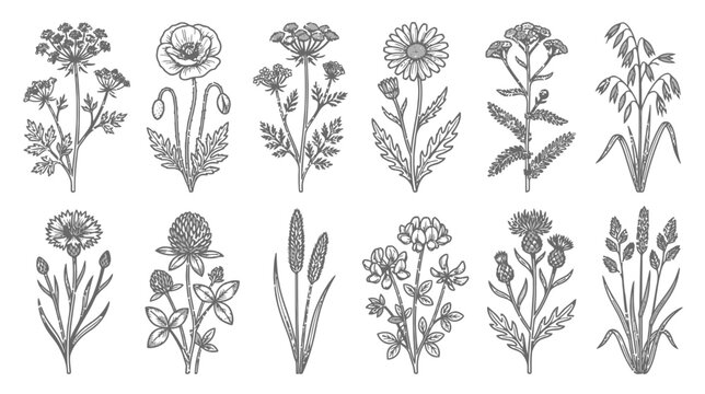 Vintage botanical illustration of wildflowers and herbs on white background