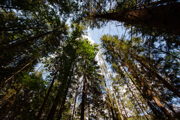 Low-angle view of forest trees in Mürzsteg, Austria. © 2xwilfinger