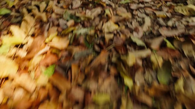 Low angle shot through dry fallen leaves on a forest floor