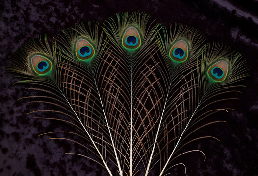 Luxury and elegance concept, peacock feathers arranged in a fan shape on dark velvet background for fashion design and interior decor inspiration